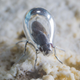 An alkali fly. (Image: PNAS)